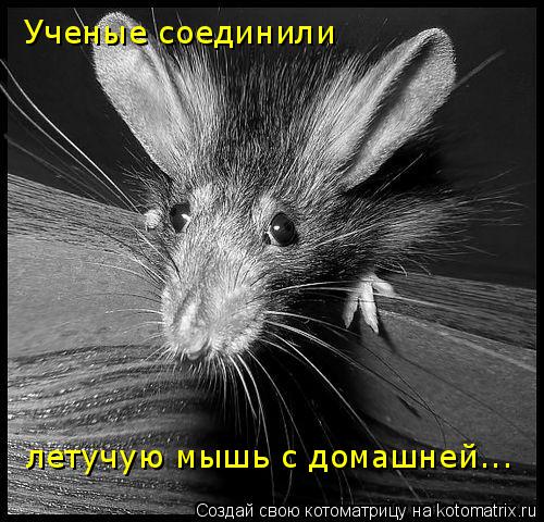 Ученые соединили летучую мышь с домашней...... Котоматрица: Ученые соединили летучую мышь с домашней...