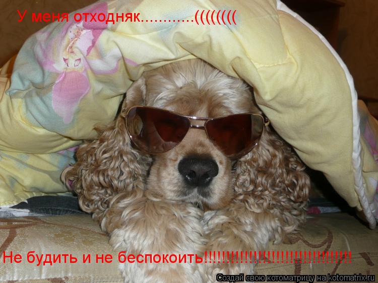 У меня отходняк............(((((((( Не будить и не беспокоить!!!!!!!!!!!!!!!!!!!!!!!!!!!!!!!!!... Котоматрица: У меня отходняк............(((((((( Не будить и не беспокоить!!!!!!!!!!!!!!!!!!!!!!!!!!!!!!!!!