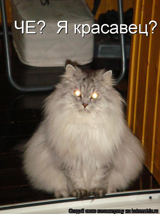ЧЕ? Я красавец?... Котоматрица: ЧЕ? Я красавец?