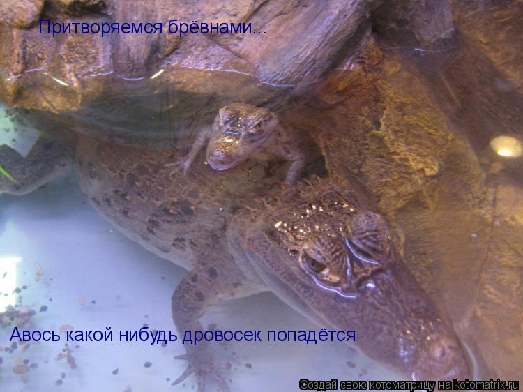 Котоматрица: Притворяемся брёвнами... Авось какой нибудь дровосек попадётся