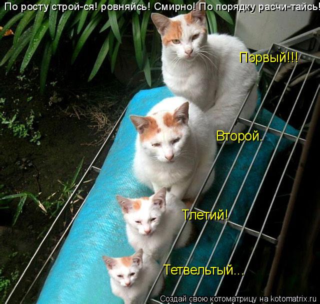 Котоматрица: По росту строй-ся! ровняйсь! Смирно! По порядку расчи-тайсь! Пэрвый!!! Второй. Тлетий! Тетвельтый...