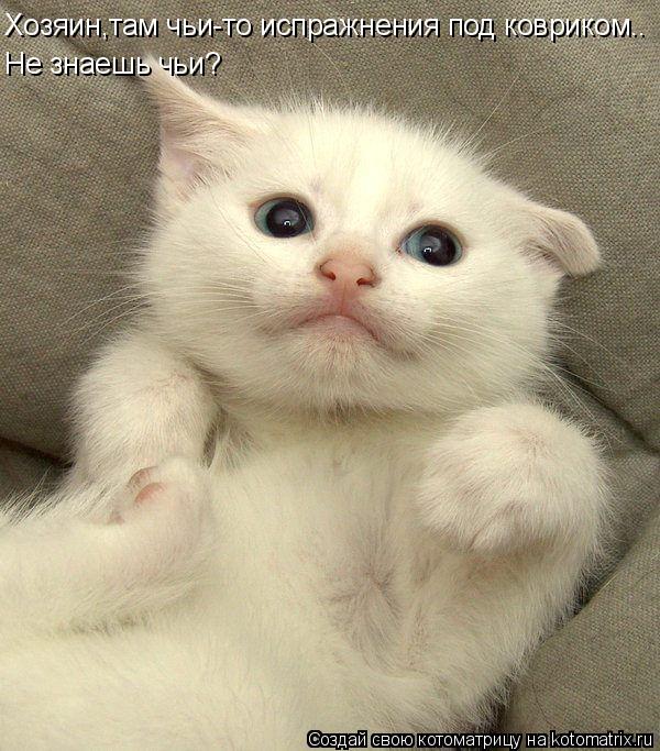 Хозяин,там чьи-то испражнения под ковриком.. Не знаешь чьи?... Котоматрица: Хозяин,там чьи-то испражнения под ковриком.. Не знаешь чьи?