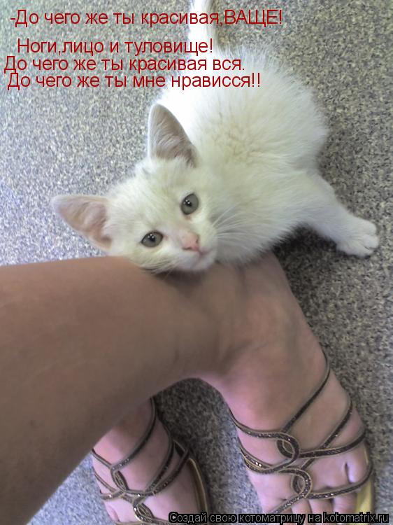 Котоматрица: -До чего же ты красивая,ВАЩЕ! Ноги,лицо и туловище! До чего же ты красивая вся. До чего же ты мне нрависся!!