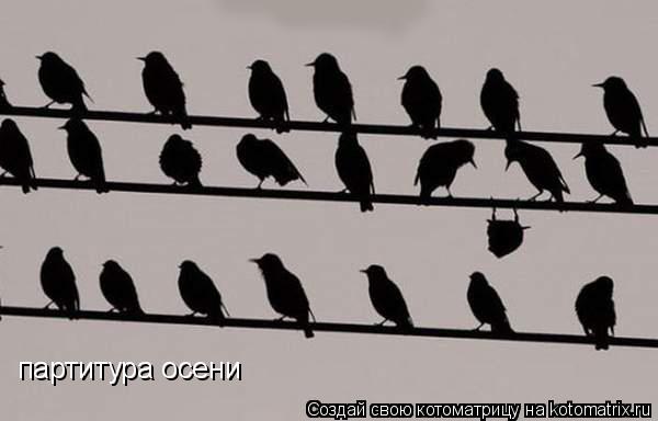 партитура осени... Котоматрица: партитура осени