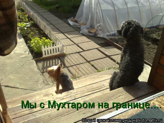 Мы с Мухтаром на границе....... Котоматрица: Мы с Мухтаром на границе....