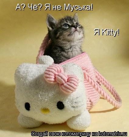 Котоматрица: А? Чё? Я не Муська! Я Kitty!