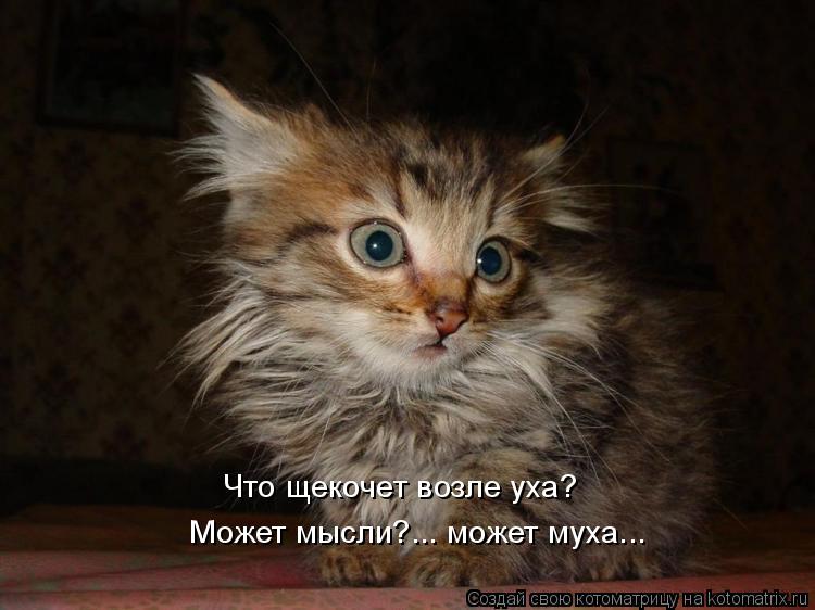 Что щекочет возле уха? Может мысли?... может муха...... Котоматрица: Что щекочет возле уха? Может мысли?... может муха...