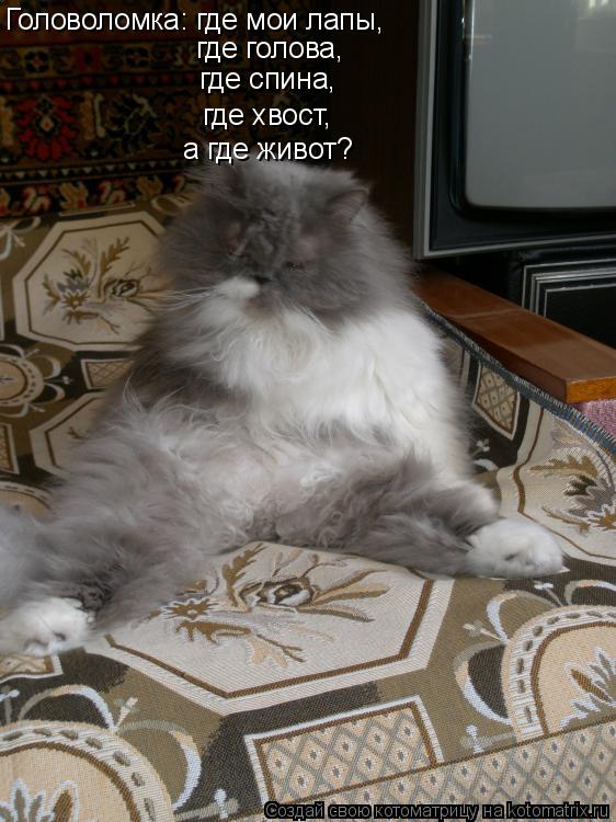Котоматрица: Головоломка: где мои лапы, где голова, где спина, где хвост, а где живот?