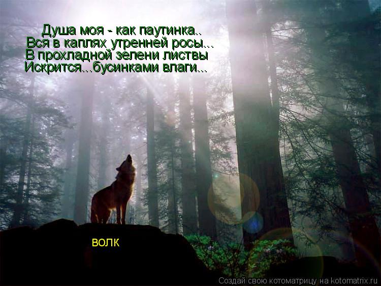 Котоматрица: Душа моя - как паутинка.. Вся в каплях утренней росы... В прохладной зелени листвы Искрится...бусинками влаги... волк