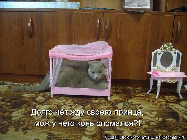 Котоматрица: Долго чёт жду своего принца, мож у него конь сломался?!