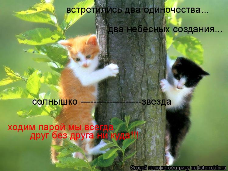 Котоматрица: два небесных создания... встретились два одиночества... солнышко -------------------звезда ходим парой мы всегда друг без друга ни куда!!!