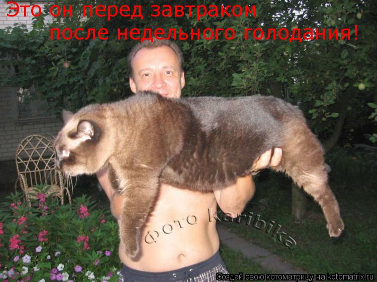 Это он перед завтраком после недельного голодания!... Котоматрица: Это он перед завтраком после недельного голодания!