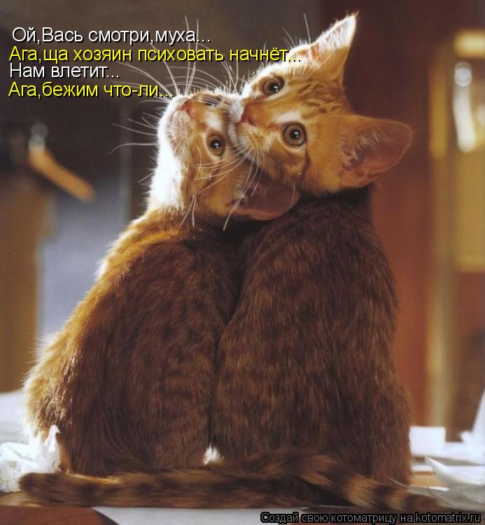 Ой,Вась смотри,муха... Ага,ща хозяин психовать начнёт... Нам влетит... Ага,бежим что-ли...... Котоматрица: Ой,Вась смотри,муха... Ага,ща хозяин психовать начнёт... Нам влетит... Ага,бежим что-ли...