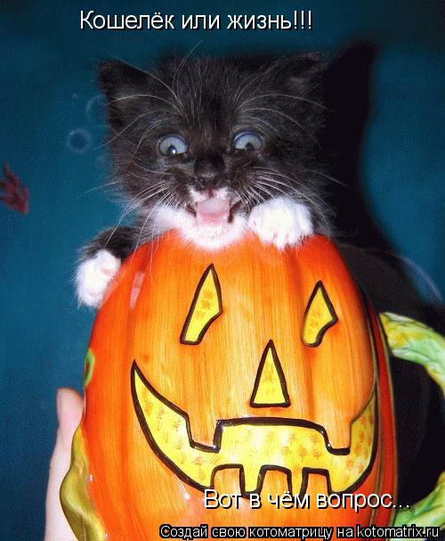 Кошелёк или жизнь!!! Вот в чём вопрос...... Котоматрица: Кошелёк или жизнь!!! Вот в чём вопрос...