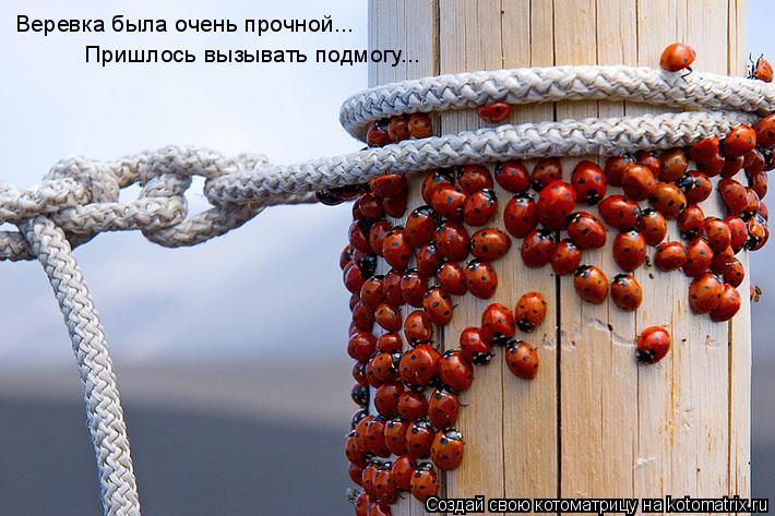 Котоматрица: Веревка была очень прочной... Пришлось вызывать подмогу...