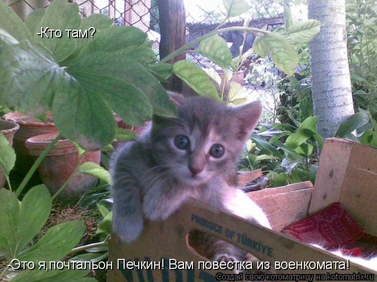 Котоматрица: -Кто там? -Это я,почтальон Печкин! Вам повестка из военкомата!