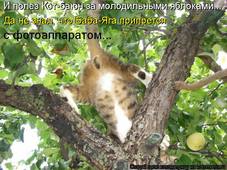 И полез Кот-баюн за молодильными яблоками... И полез Кот-баюн за молодильными яблоками... Да не знал,... Котоматрица: И полез Кот-баюн за молодильными яблоками... И полез Кот-баюн за молодильными яблоками... Да не знал, что Баба-Яга припрется Да не знал, что Ба
