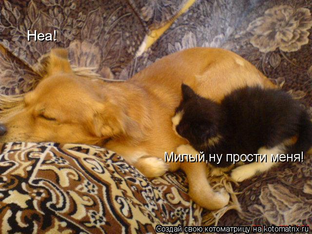 Котоматрица: Милый,ну прости меня! Неа!
