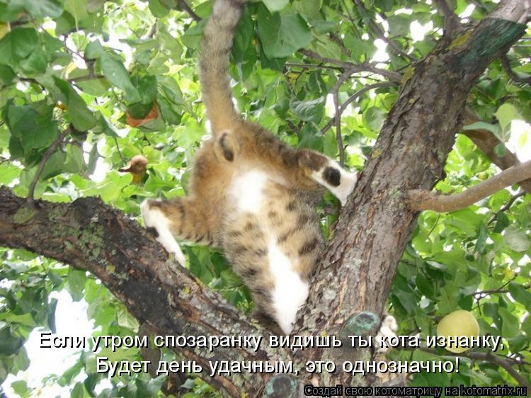 Если утром спозаранку видишь ты кота изнанку, Будет день удачным, это однозначно!... Котоматрица: Если утром спозаранку видишь ты кота изнанку, Будет день удачным, это однозначно!