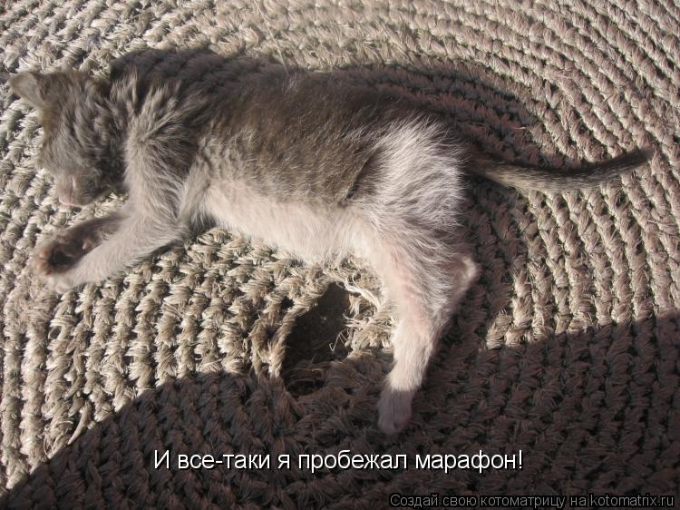 Котоматрица: И все-таки я пробежал марафон!