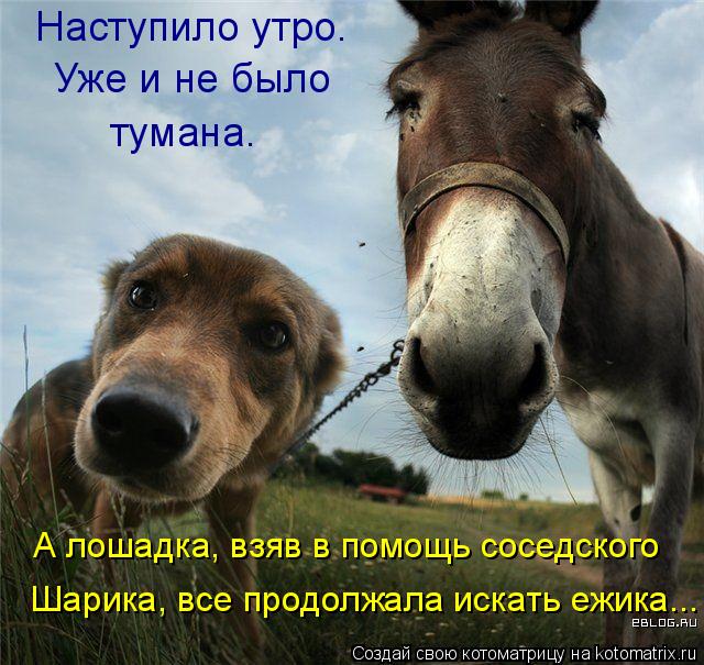 Котоматрица: Наступило утро. Уже и не было тумана. А лошадка, взяв в помощь соседского Шарика, все продолжала искать ежика...