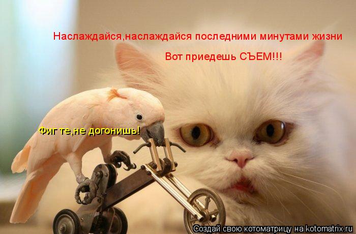 Котоматрица: Наслаждайся,наслаждайся последними минутами жизни Вот приедешь СЪЕМ!!! Фиг те,не догонишь!