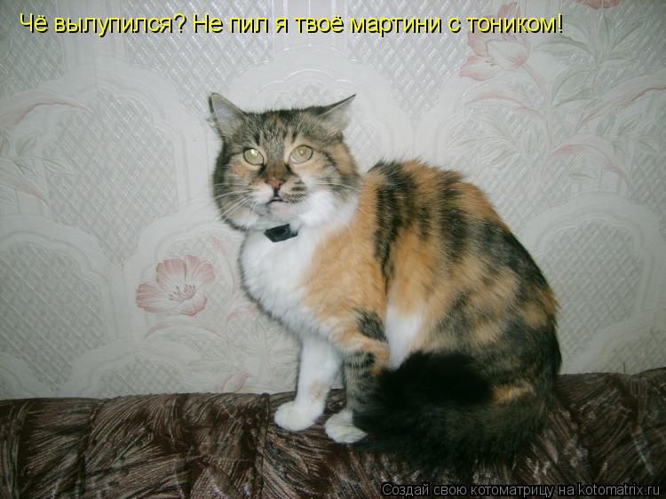 Котоматрица: Чё вылупился? Не пил я твоё мартини с тоником!