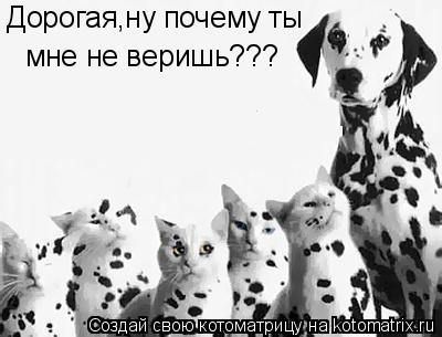 Котоматрица: Дорогая,ну почему ты  мне не веришь???