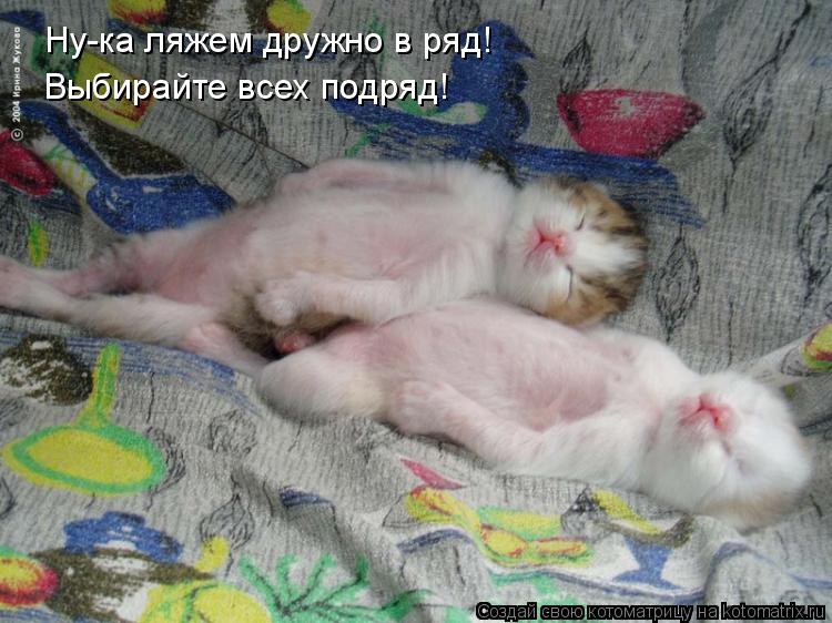 Котоматрица: Ну-ка ляжем дружно в ряд! Выбирайте всех подряд!