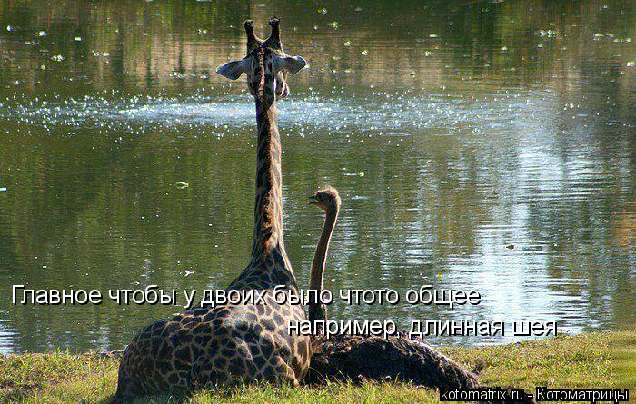 Котоматрица: Главное чтобы у двоих было чтото общее например, длинная шея