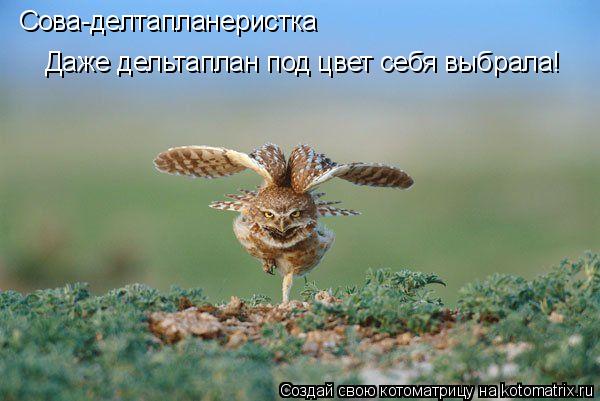 Котоматрица: Сова-делтапланеристка Даже дельтаплан под цвет себя выбрала!
