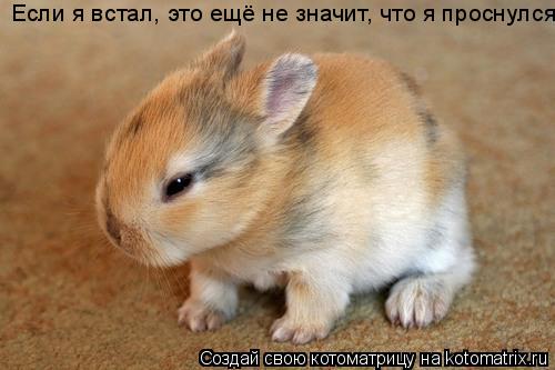 Котоматрица: Если я встал, это ещё не значит, что я проснулся