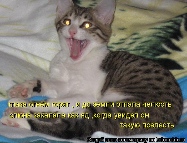Котоматрица: глаза огнём горят , и до земли отпала челюсть слюна закапала как яд ,когда увидел он   такую прелесть