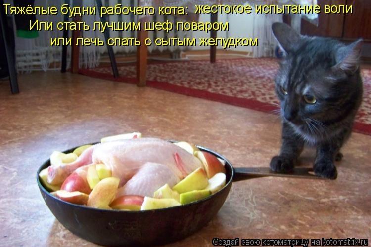 Котоматрица: Тяжёлые будни рабочего кота: Или стать лучшим шеф поваром или лечь спать с сытым желудком жестокое испытание воли