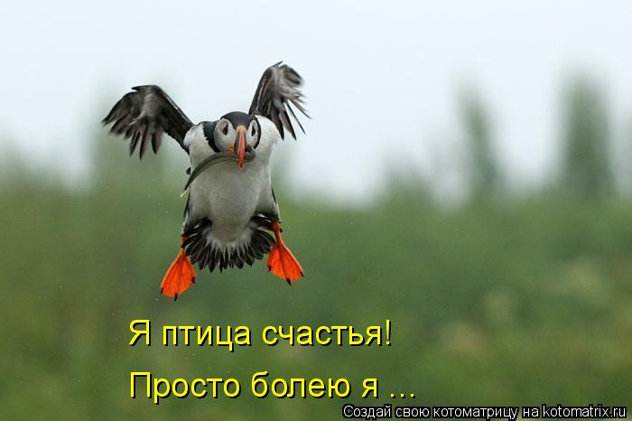 Котоматрица: Я птица счастья! Просто болею я ...