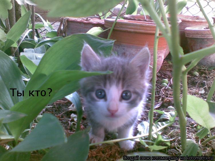 Ты кто?... Котоматрица: Ты кто?