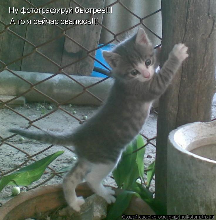 Ну фотографируй быстрее!!! А то я сейчас свалюсь!!!... Котоматрица: Ну фотографируй быстрее!!! А то я сейчас свалюсь!!!