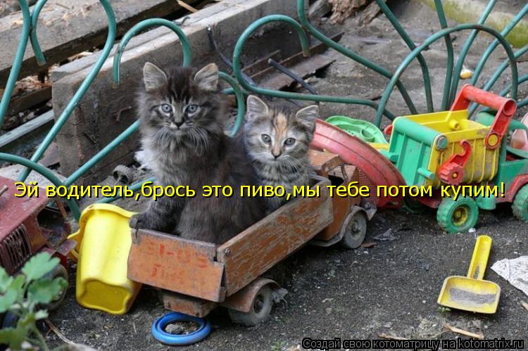 Котоматрица: Эй водитель,брось это пиво,мы тебе потом купим!
