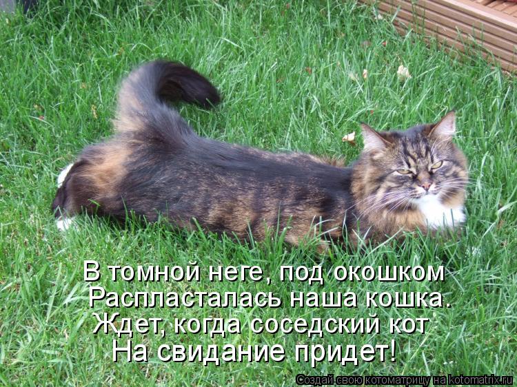 В томной неге, под окошком Распласталась наша кошка. Ждет, когда соседский кот На свидание придет!... Котоматрица: В томной неге, под окошком Распласталась наша кошка. Ждет, когда соседский кот На свидание придет!