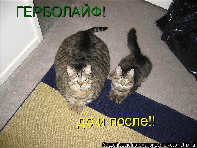 ГЕРБОЛАЙФ! до и после!!... Котоматрица: ГЕРБОЛАЙФ! до и после!!