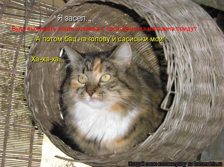 Котоматрица: Я засел... Буду выжидать,когда хозяева с сосисками из магазина придут А потом бац на голову и сасиськи мои! Ха-ха-ха...