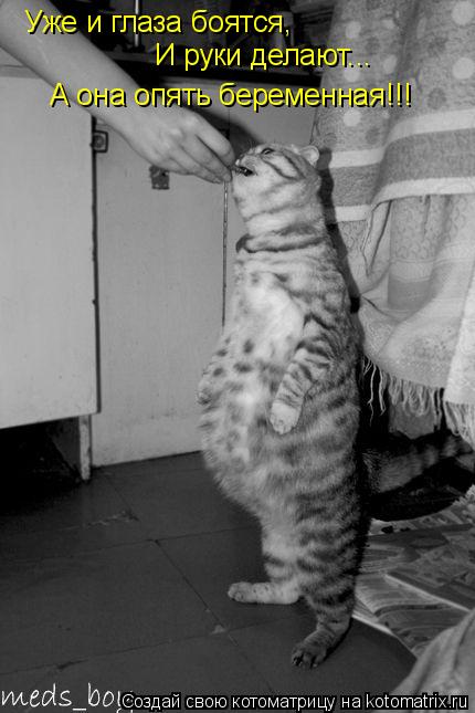 Котоматрица: Уже и глаза боятся, И руки делают... А она опять беременная!!!