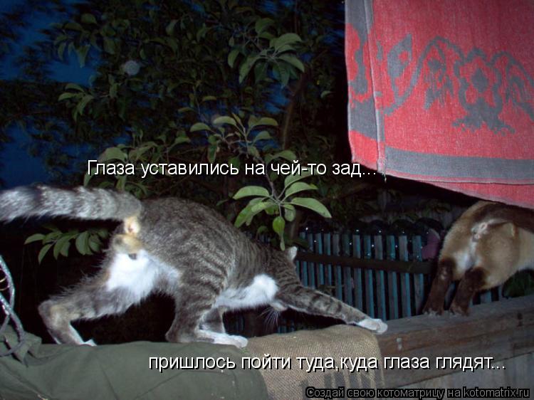 Котоматрица: Глаза уставились на чей-то зад... пришлось пойти туда,куда глаза глядят...