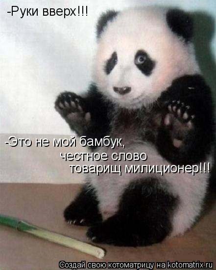 Котоматрица: -Руки вверх!!! -Это не мой бамбук, честное слово товарищ милиционер!!!