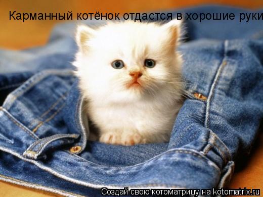 Котоматрица: Карманный котёнок отдастся в хорошие руки