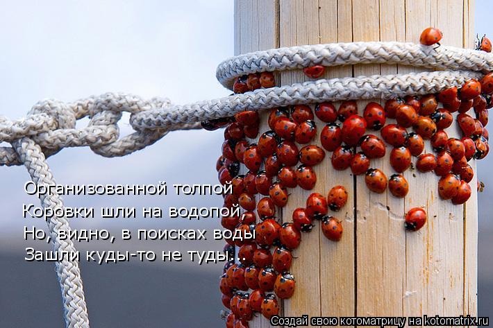 Организованной толпой Коровки шли на водопой, Но, видно, в поисках воды Зашли куды-то не туды...... Котоматрица: Организованной толпой Коровки шли на водопой, Но, видно, в поисках воды Зашли куды-то не туды...