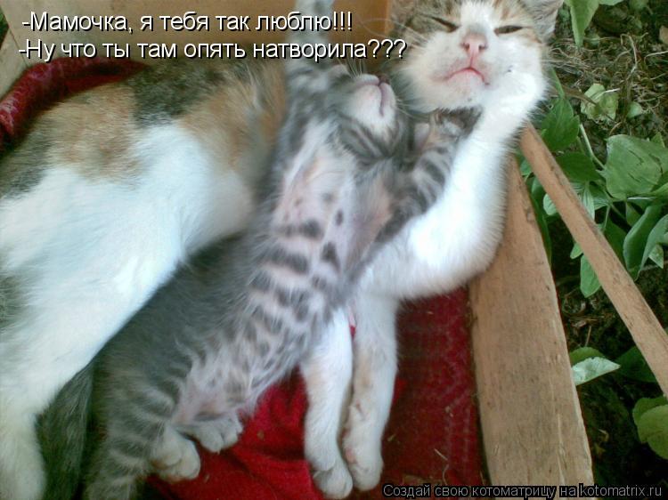-Мамочка, я тебя так люблю!!! -Ну что ты там опять натворила???... Котоматрица: -Мамочка, я тебя так люблю!!! -Ну что ты там опять натворила???