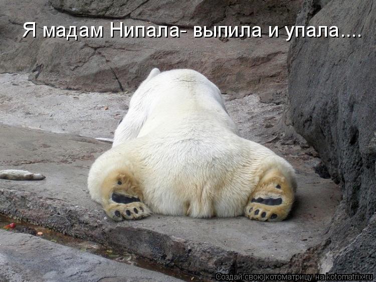 Котоматрица: Я мадам Нипала- выпила и упала....