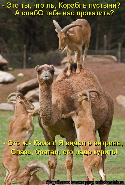 - Это ты, что ль, Корабль пустыни? А слабО тебе нас прокатить? - Это ж - Кэмэл! Я видел в витрине, Сл... Котоматрица: - Это ты, что ль, Корабль пустыни? А слабО тебе нас прокатить? - Это ж - Кэмэл! Я видел в витрине, Слазь, братан, его надо курить!