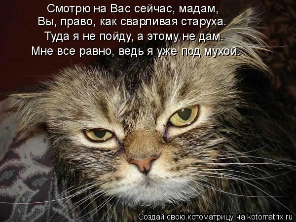 Котоматрица: Смотрю на Вас сейчас, мадам, Вы, право, как сварливая старуха. Туда я не пойду, а этому не дам… Мне все равно, ведь я уже под мухой…